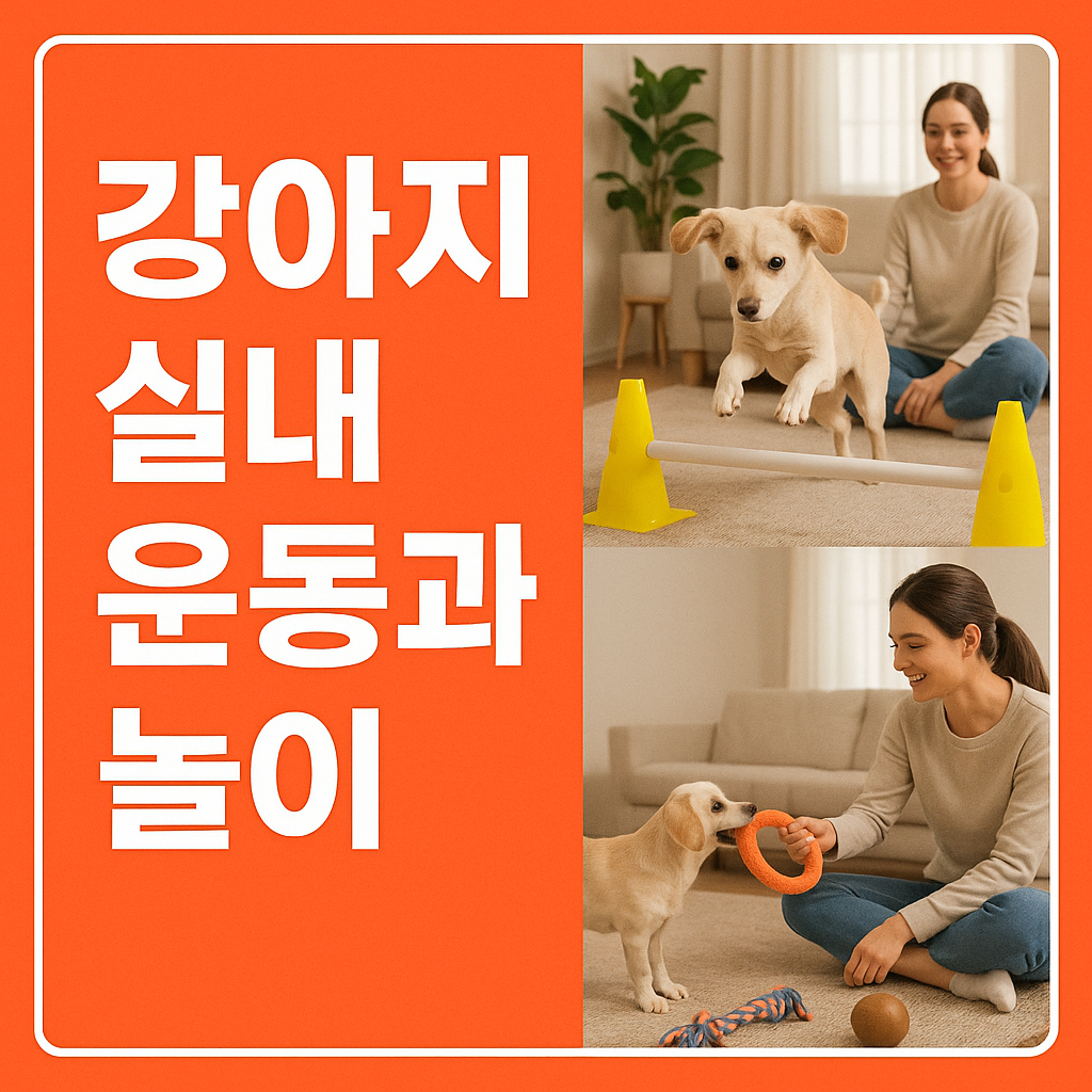 강아지 실내 운동과 놀이