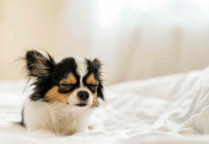 개가 자는 법을 알 수 있는 것