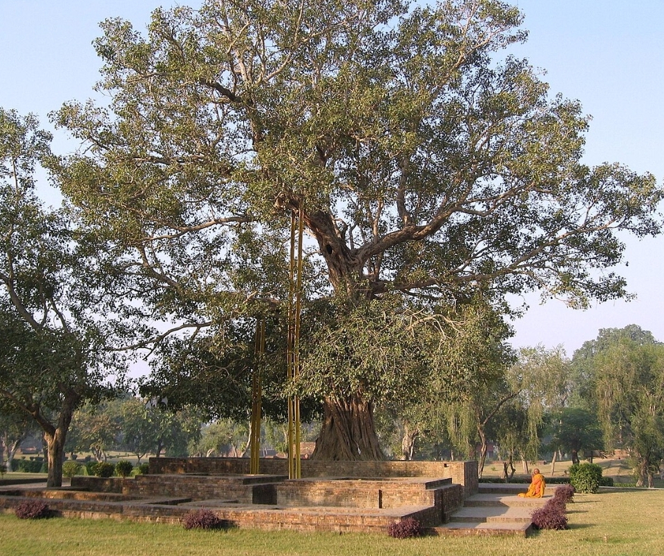 인도와 인도차이나에서 자생하는 인도보리수, 키가 최대 30m까지 자란다. (출처:나무위키)