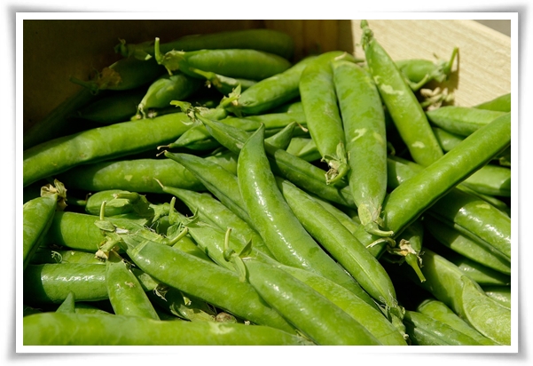 "10월 하순, 완두콩 심어보세요!" 겨울을 이겨낸 완두콩 건강한 영양소 듬뿍!