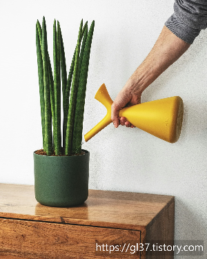 봄을 집으로 초대하는 법 – 인테리어에 생기를 불어넣을 식물 7가지!