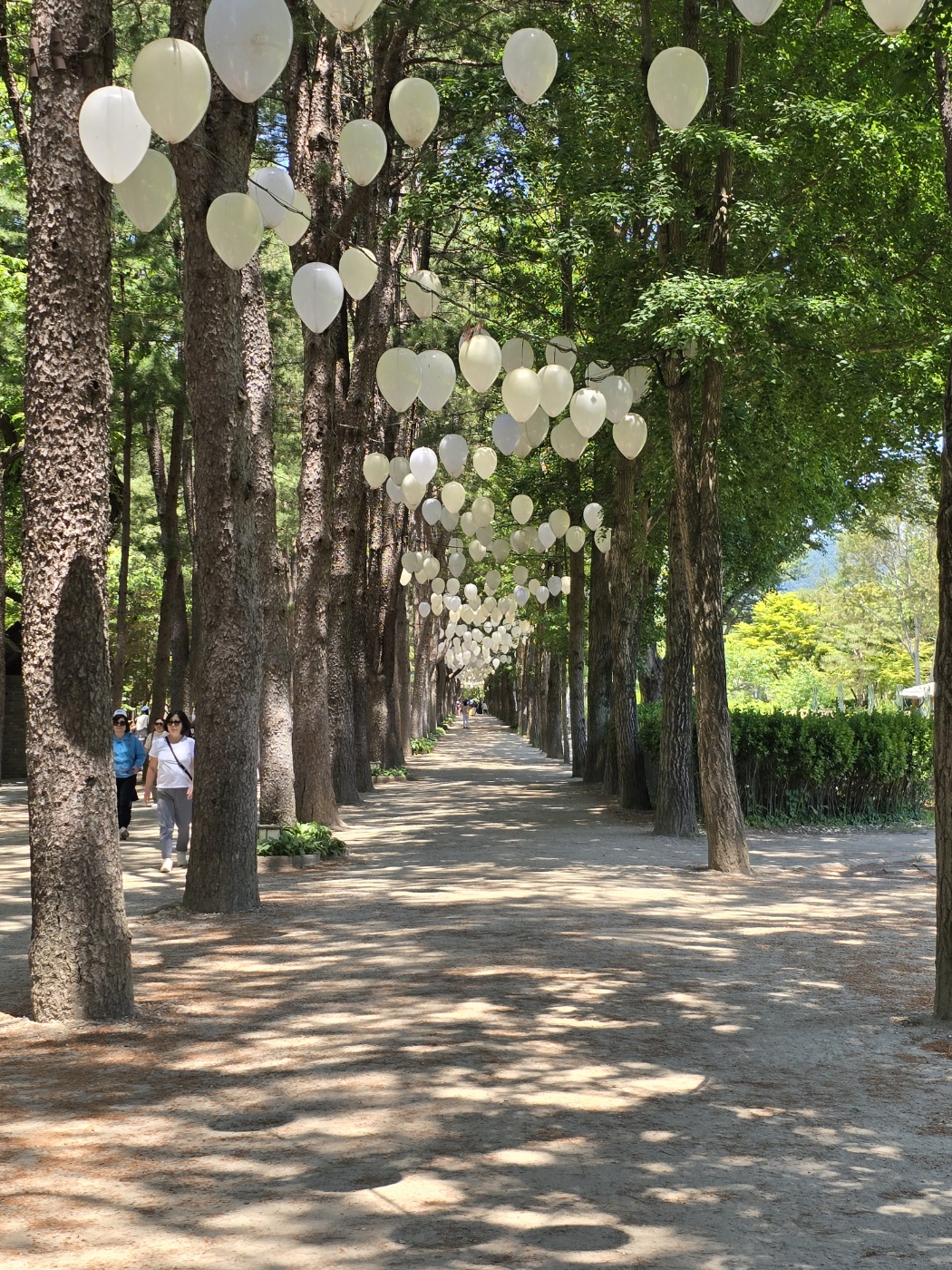 남이섬 송파 은행나무길 이미지