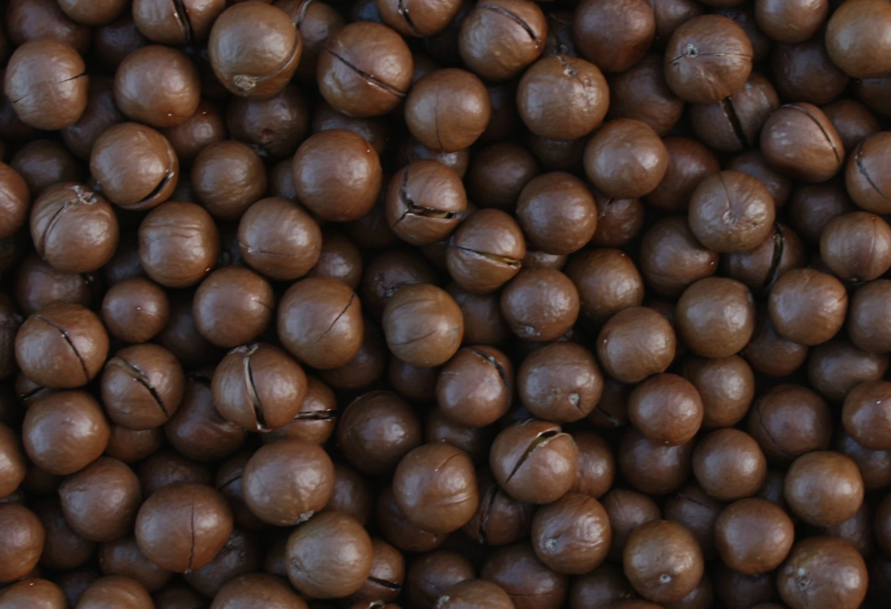 마카다미아 까는 방법