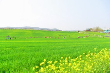 고창 청보리밭 3