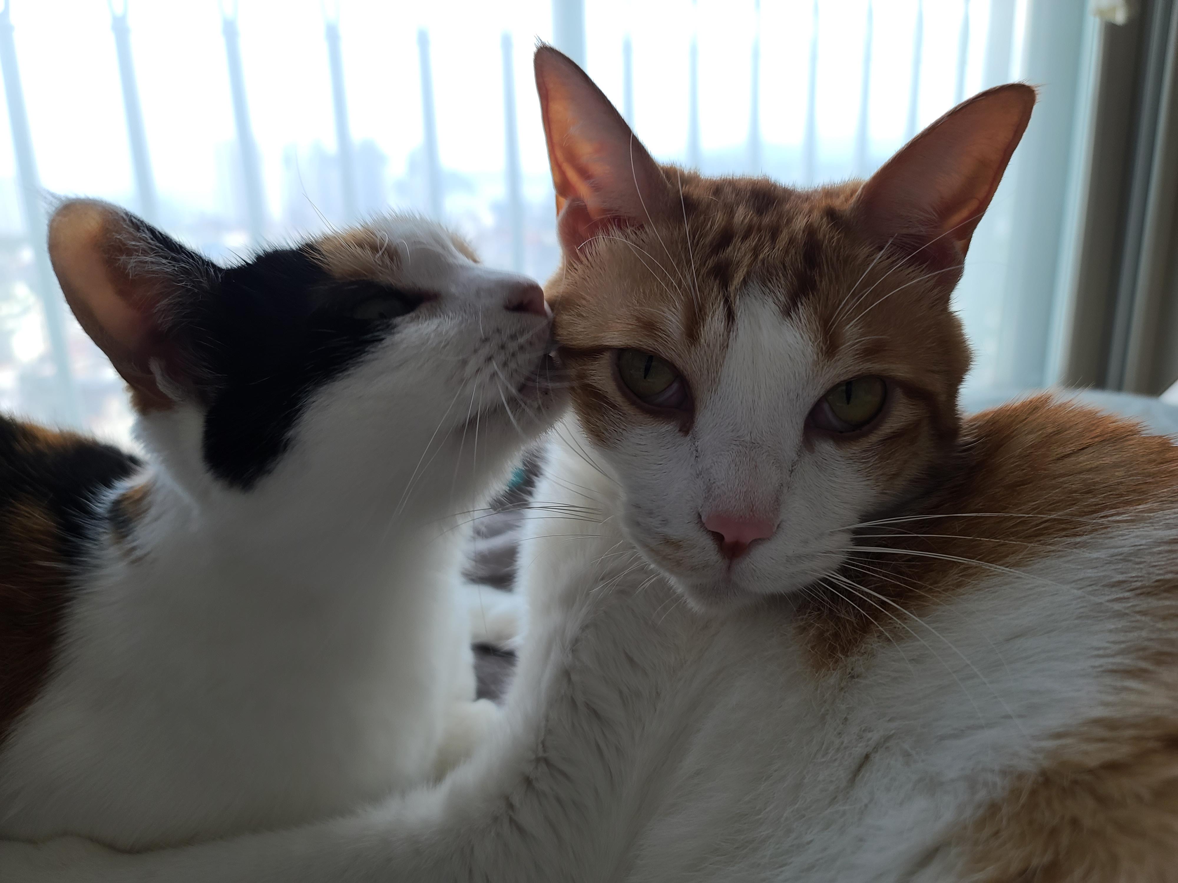 너무 예쁜 우리집 2호 고양이 커플. 삼색이 요미와 치즈냥이 막둥이 (feat.너무 다정한 그루밍)