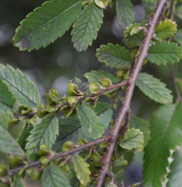 시무나무 시과1