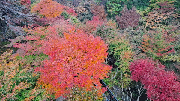 단풍명소_화담숲_이끼원