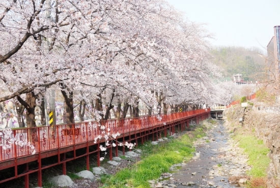 가평에덴벚꽃