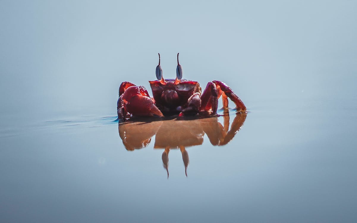 꽃게 특징 효능 다양한 요리법