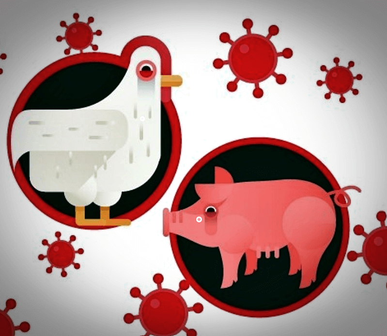 조류인플루엔자