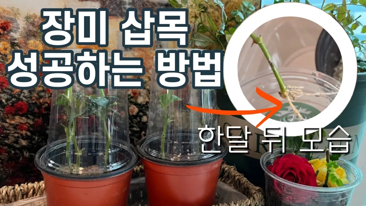 장미 삽목하는 방법 집에서 쉽게 번식하는 팁_3