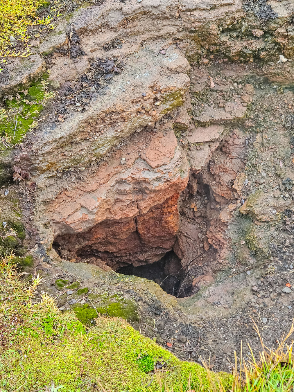 하와이 스팀벤츠