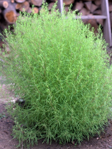 한국의 떡 종류 댑싸리떡