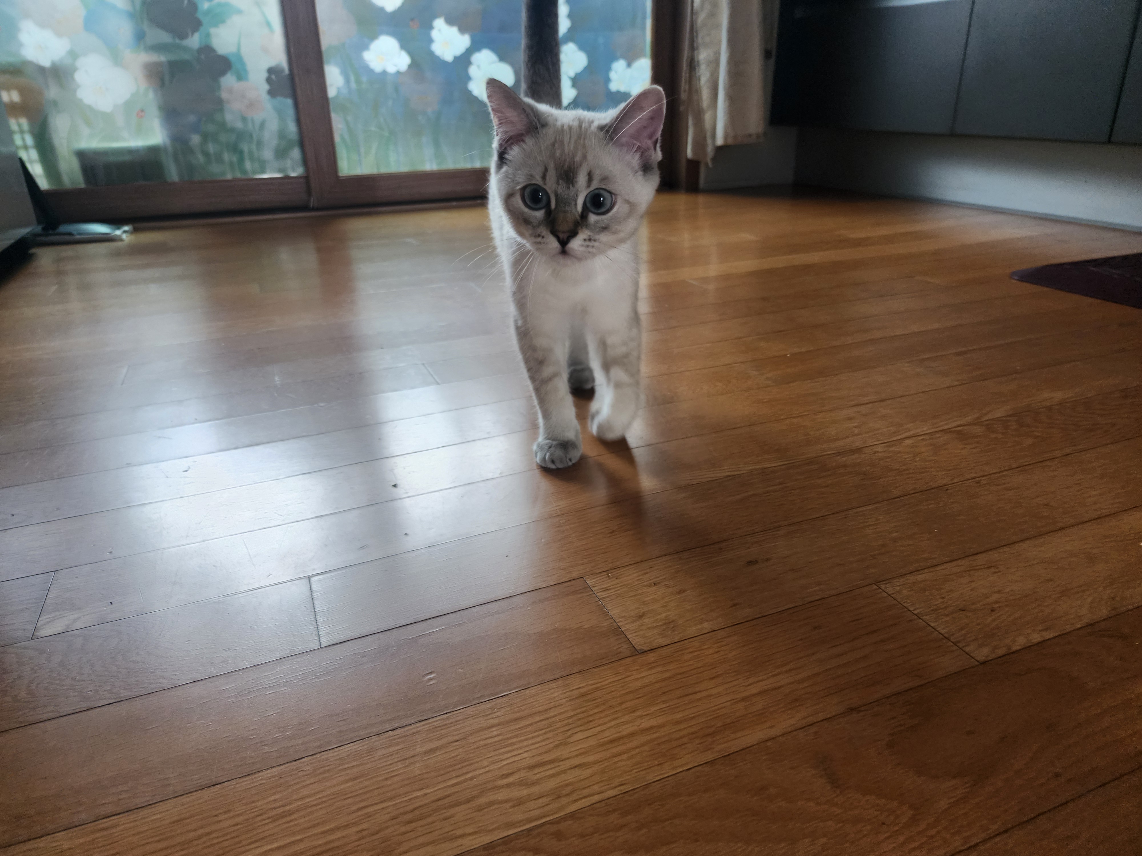 걸음걸이
