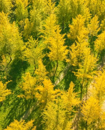 홍천은행나무숲-절정-개방시간