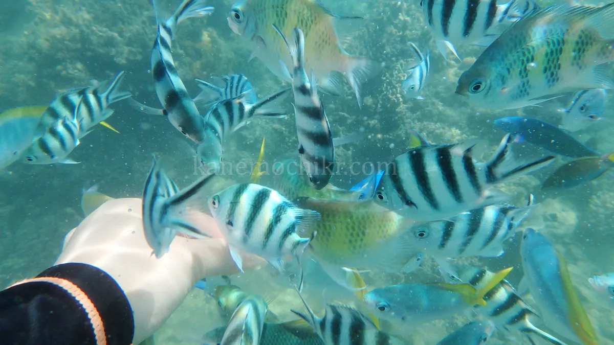 도스팔마스-스노클링