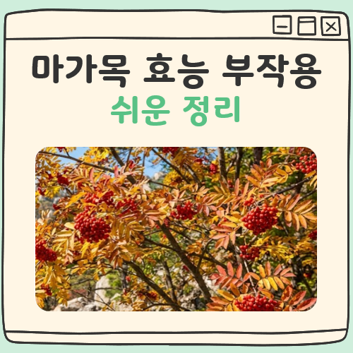 마가목 효능 부작용 대표 이미지