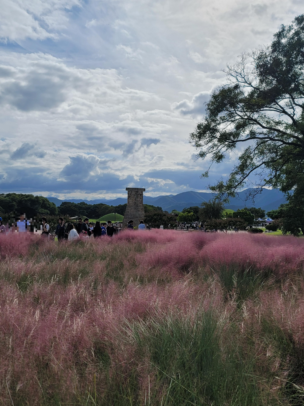 경주 첨성대를 배경으로 찍은 핑크뮬리