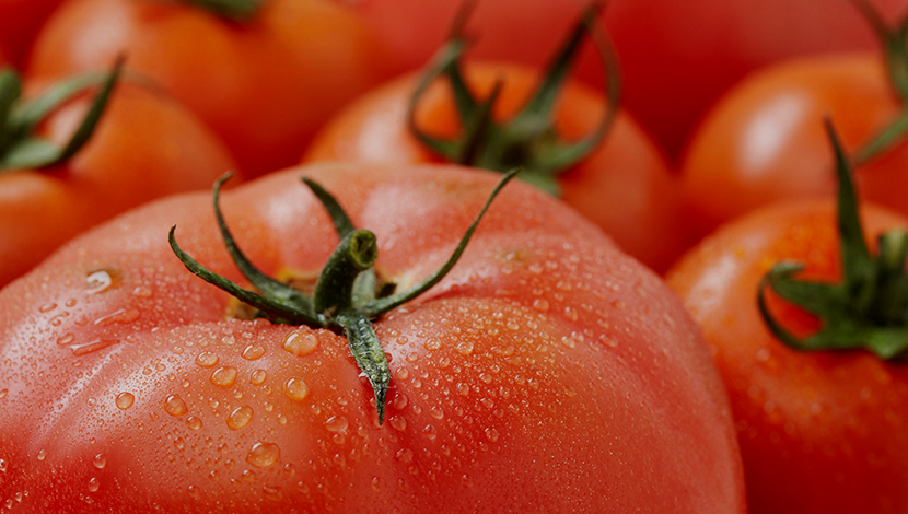 횡성 둔내고랭지 토마토축제