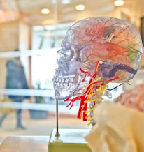 알츠하이머에 좋은 음식 영양제 식단