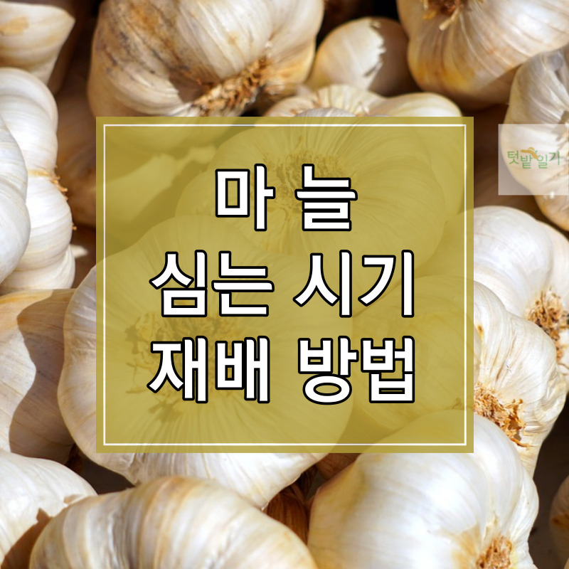 마늘 심는 시기 및 재배방법 알아보기 썸네일