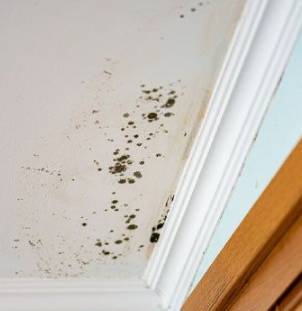 천장 곰팡이 흔적들