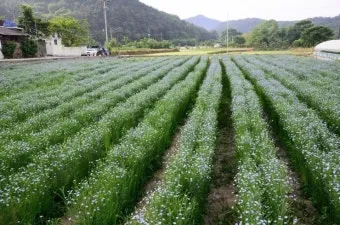 아마 재배 파종 시기 잡초 관리 섬유용 수확_2