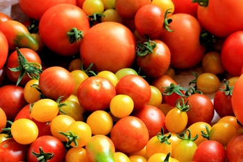 토마토 방울 토마토 키우기, 파종/육묘/지지대/가지치기/병충해