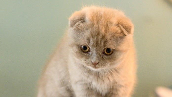 고양이 위생 관리 관련 사진