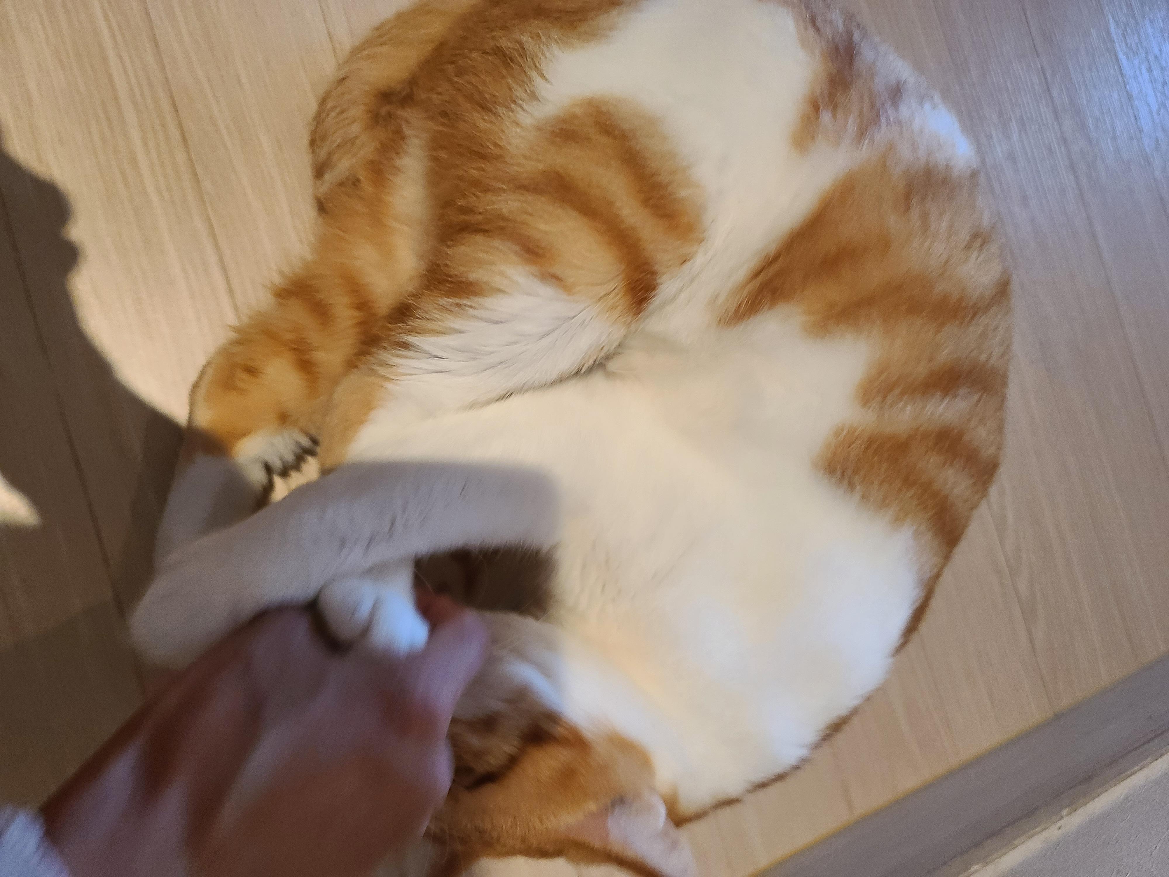 막둥이 발라당의 이유...ㅜㅜ