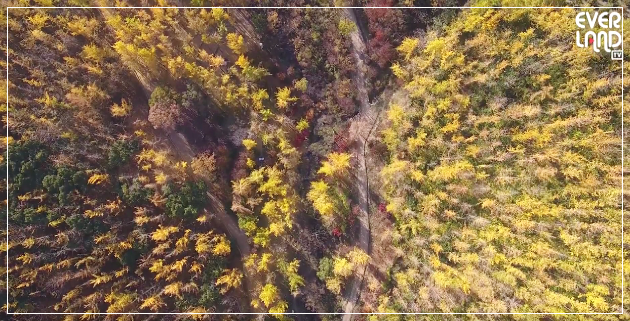 에버랜드 은행나무숲 예약