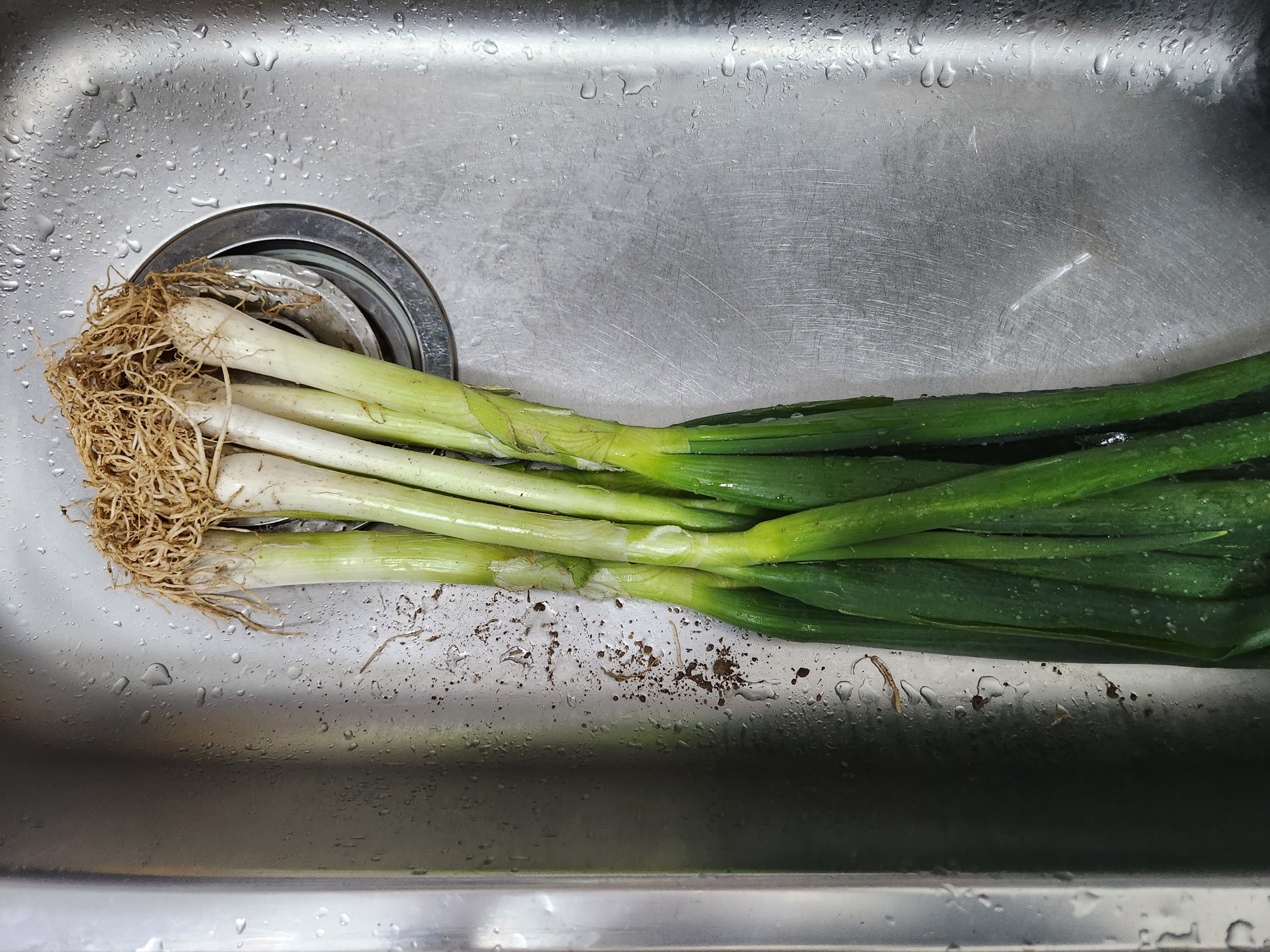 대파 보관법&amp;#44; 대파 효능에 대해 확실히 알려드릴게요. 냉동보관법