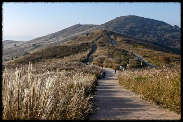 황매산 억새축제&amp;#44; 놓치면 후회할 필수 정보!