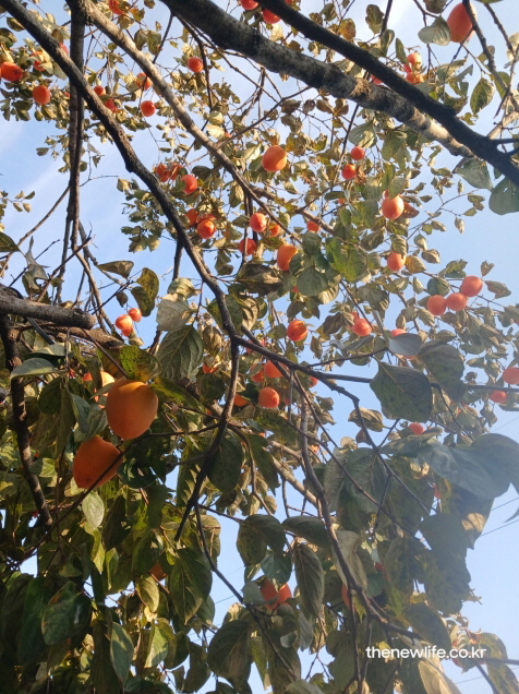 가을 햇살 아래 주황빛으로 익은 감 열매가 가지에 풍성하게 달린 모습, 감 효능의 자연스러운 생명력