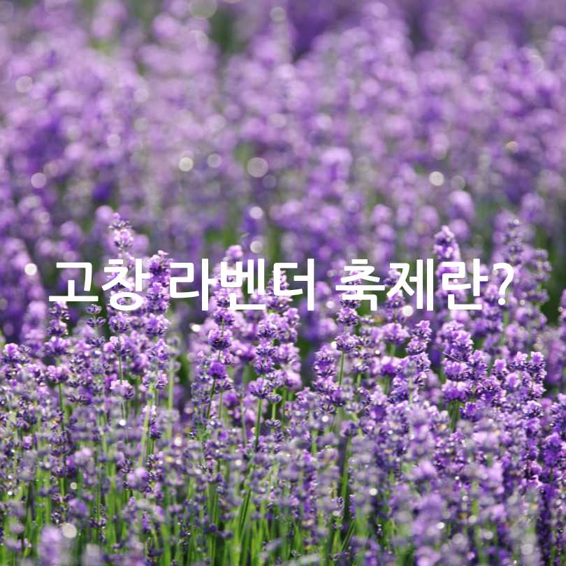 고창 청농원 라벤더 축제 2025