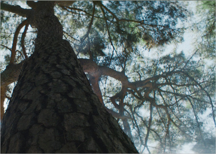 솔잎과 소나무 이미지