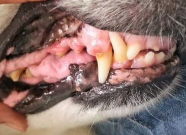 강아지 치석 제거 집에서 가능? 이 글 먼저 보세요.