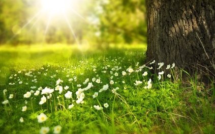 갱년기에좋은식품