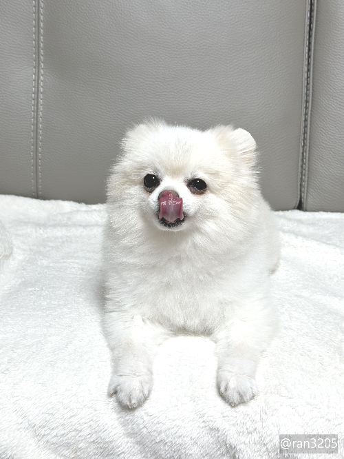 두부 사진