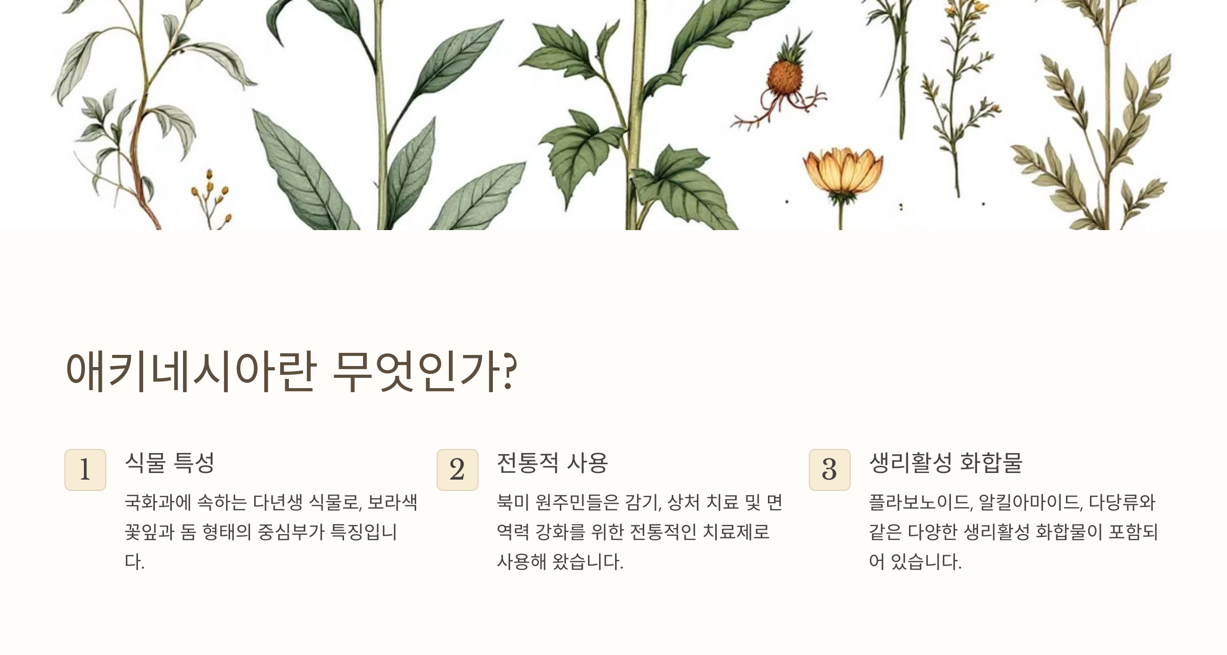 에키네시아꽃-사진