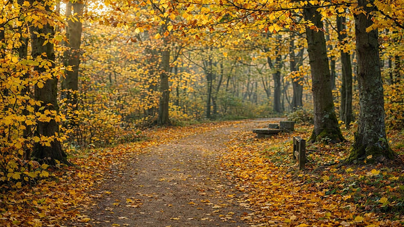 <img src=&rdquo;autumn-walkway-golden-leaves.jpg&rdquo; alt=&rdquo;가을빛으로 물든 산책길과 노랗게 물든 나뭇잎이 어우러진 아름다운 가을 풍경&rdquo;>