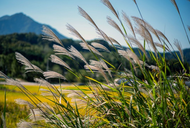 갈대처럼-흔들리지-않기