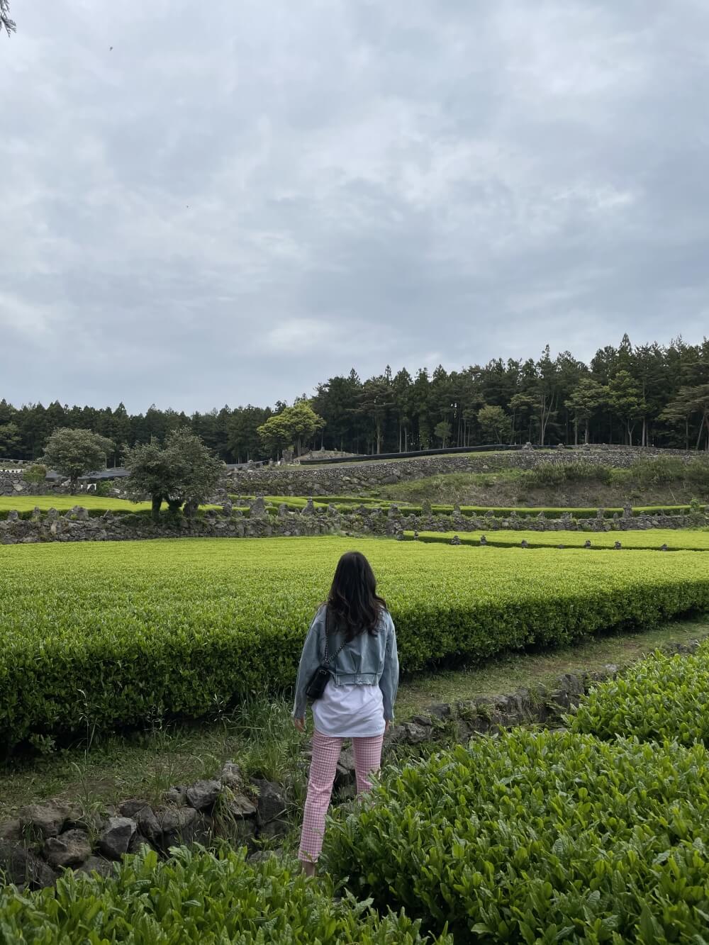 제주-서귀다원-녹차밭-풍경