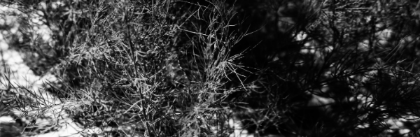 아스파라거스 모종 (아스파라거스 종근) 시기: 봄: 4~5월, 가을 10월