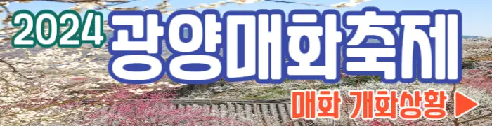 광양 매화축제 개화 상황