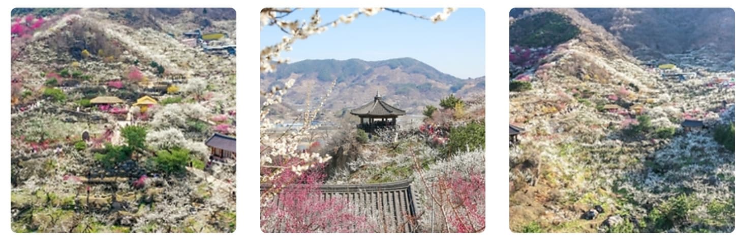 광양매화축제 2025 ❘ 섬진강을 따라 흐르는 매화의 향연