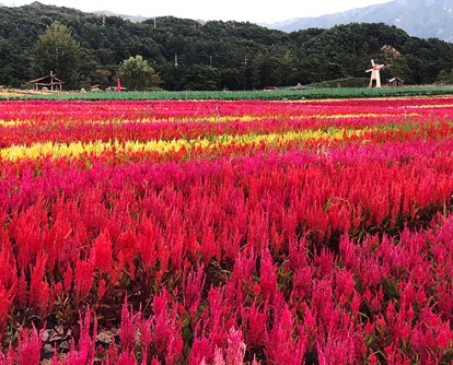 고석정꽃밭-촛불맨드라미