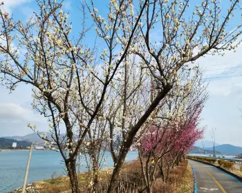 광양 매화축제_11
