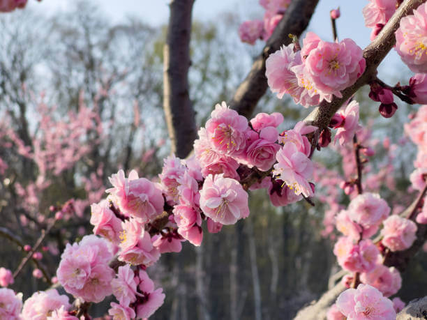 3월 봄꽃 축제 하는곳 봄꽃 여행지