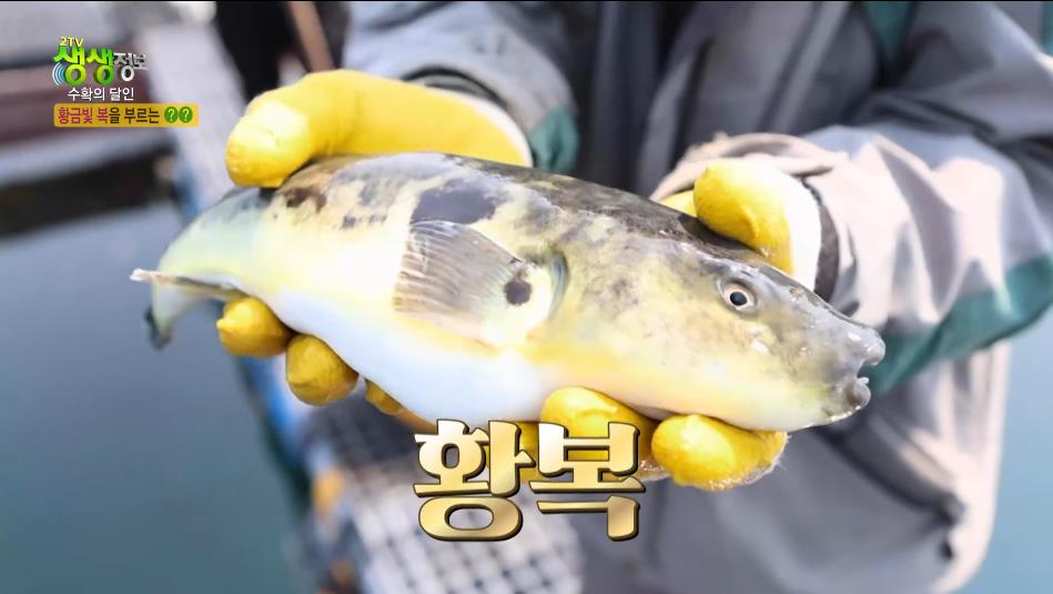 생생정보스페셜 황복 썸네일